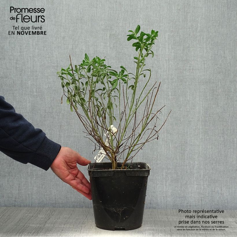 Esimerkki syksyllä toimitetusta Eriostemon myoporoides 3 litran/4 litran ruukku-taimesta
