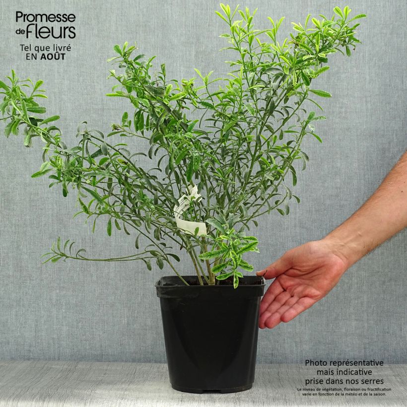 Esimerkki kesällä toimitetusta Eriostemon myoporoides Pot de 3L/4L-taimesta