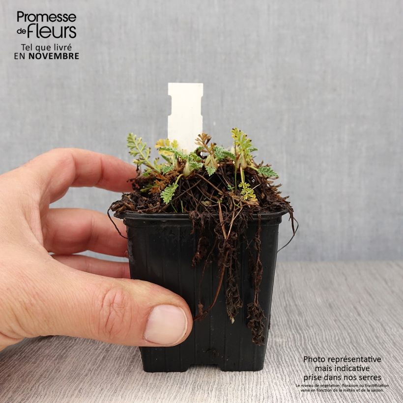 Esimerkki syksyllä toimitetusta Kurjennokka - Erodium chrysanthum 8/9 cm taimiruukku-taimesta