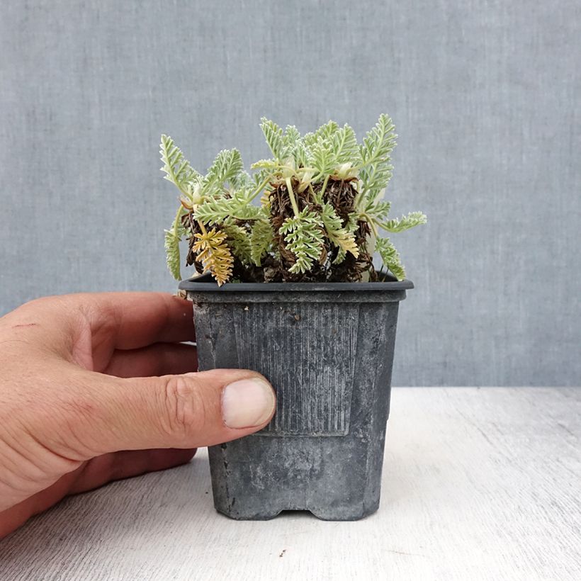 Esimerkki kesällä toimitetusta Kurjennokka - Erodium chrysanthum Taimiruukku 8/9 cm-taimesta