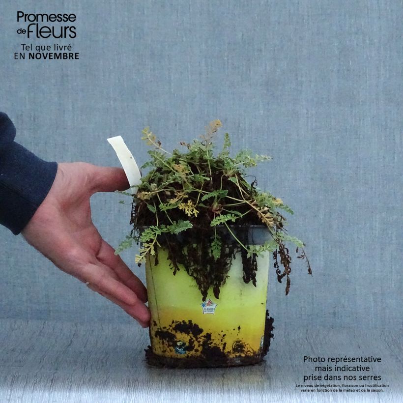 Esimerkki syksyllä toimitetusta Kurjennokka - Erodium chrysanthum 2 litran/3 litran ruukku-taimesta