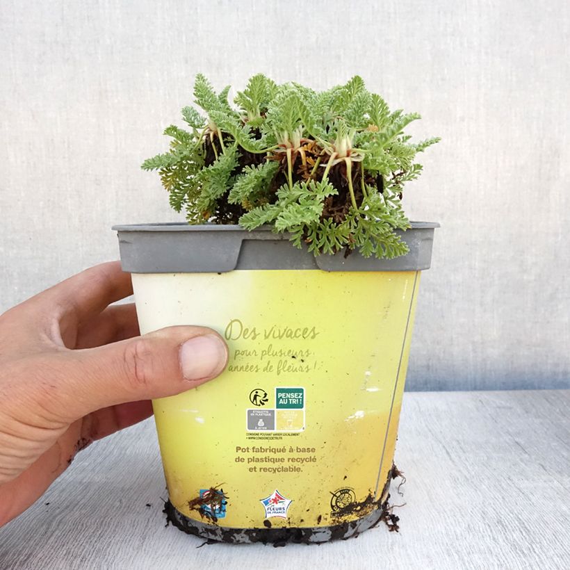 Esimerkki kesällä toimitetusta Kurjennokka - Erodium chrysanthum Ruukku 2L / 3L-taimesta