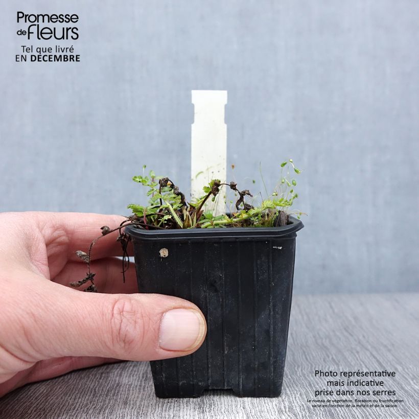 Esimerkki syksyllä toimitetusta Kivikkokurjennokka - Erodium manescavii 8/9 cm taimiruukku-taimesta