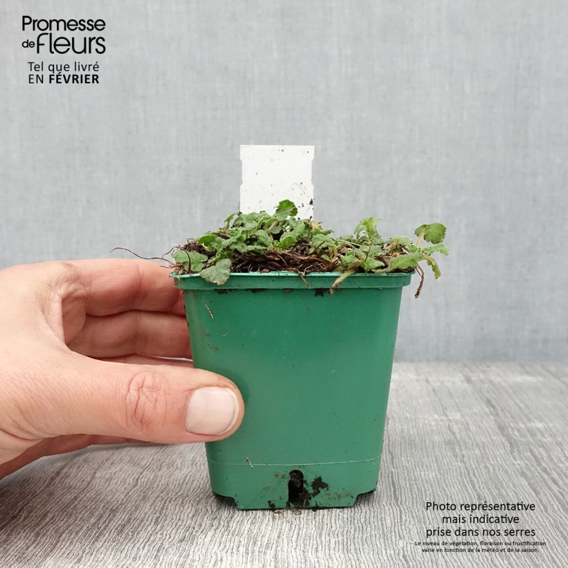 Esimerkki talvella toimitetusta Erodium variabile Album - Bec de héron Godet de 8/9 cm-taimesta