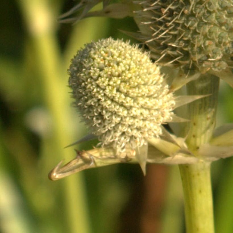 Piikiputke - Eryngium agavifolium (Kukinta)