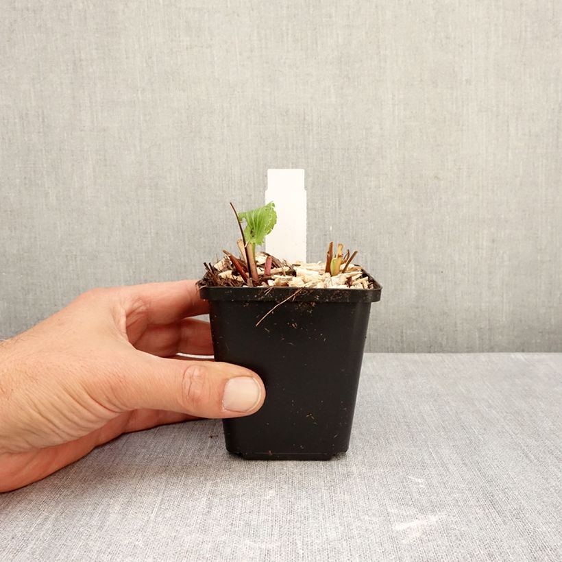 Esimerkki syksyllä toimitetusta Alppipiikkiputki Blue Star 8/9 cm taimiruukku-taimesta