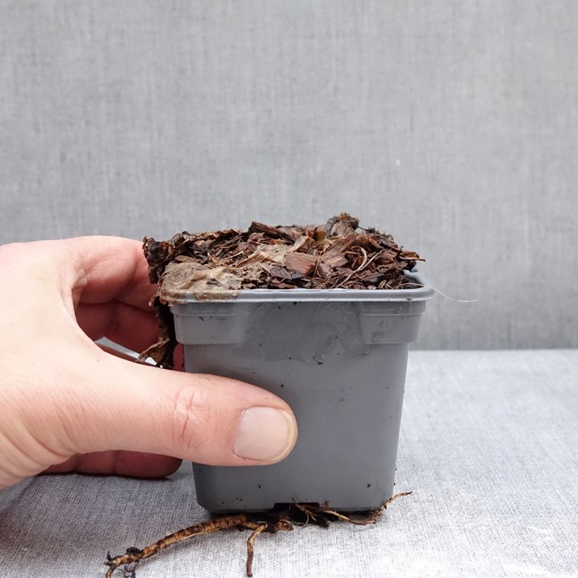 Esimerkki talvella toimitetusta Sinipiikkiputki Grumpy 8/9 cm taimiruukku-taimesta