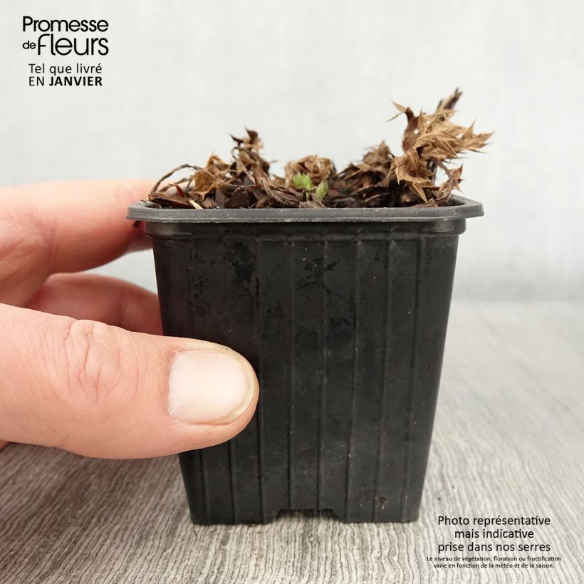Esimerkki talvella toimitetusta Eryngium Lapis Blue - Panicaut maritime Godet de 8/9 cm-taimesta