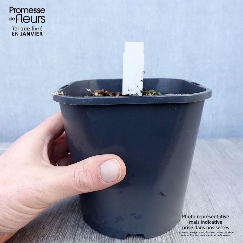 Esimerkki talvella toimitetusta Meripiikkiputki - Eryngium maritimum 2 litran/3 litran ruukku-taimesta