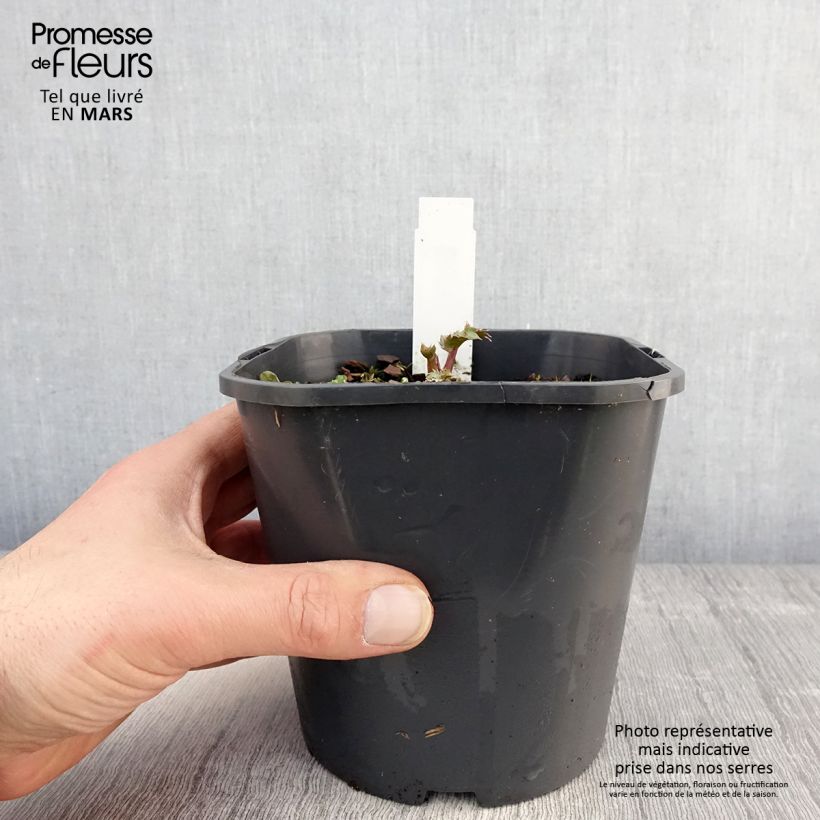 Esimerkki keväällä toimitetusta Meripiikkiputki - Eryngium maritimum Pot de 2L/3L-taimesta
