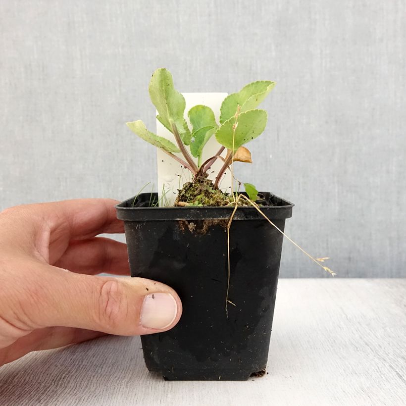 Esimerkki kesällä toimitetusta Sinipiikkiputki Blauer Zwerg Godet de 8/9 cm-taimesta