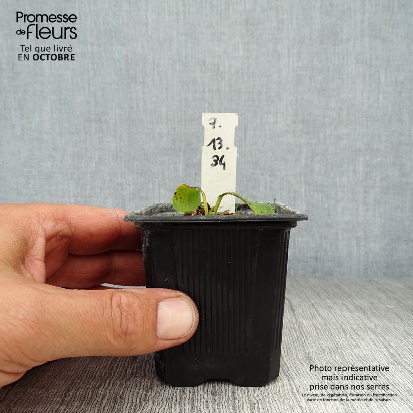 Esimerkki syksyllä toimitetusta Sinipiikkiputki Blue Hobbit 8/9 cm taimiruukku-taimesta