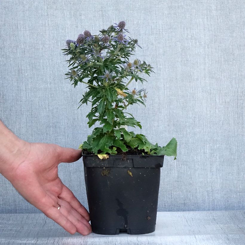 Esimerkki kesällä toimitetusta Sinipiikkiputki Blue Hobbit Pot de 2L/3L-taimesta