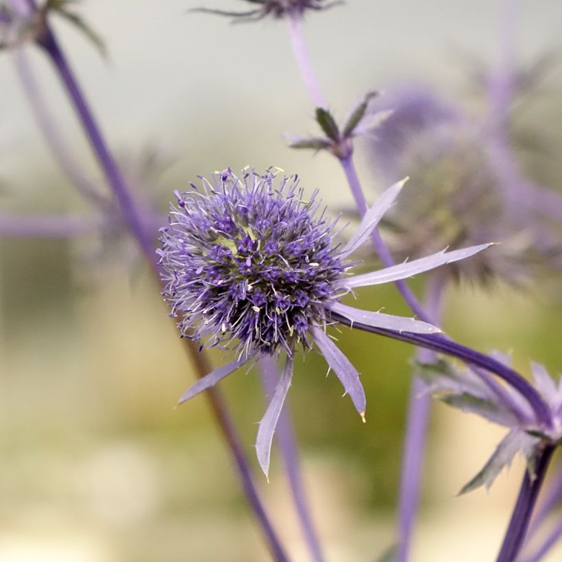 Sinipiikkiputki - Eryngium planum (Kukinta)