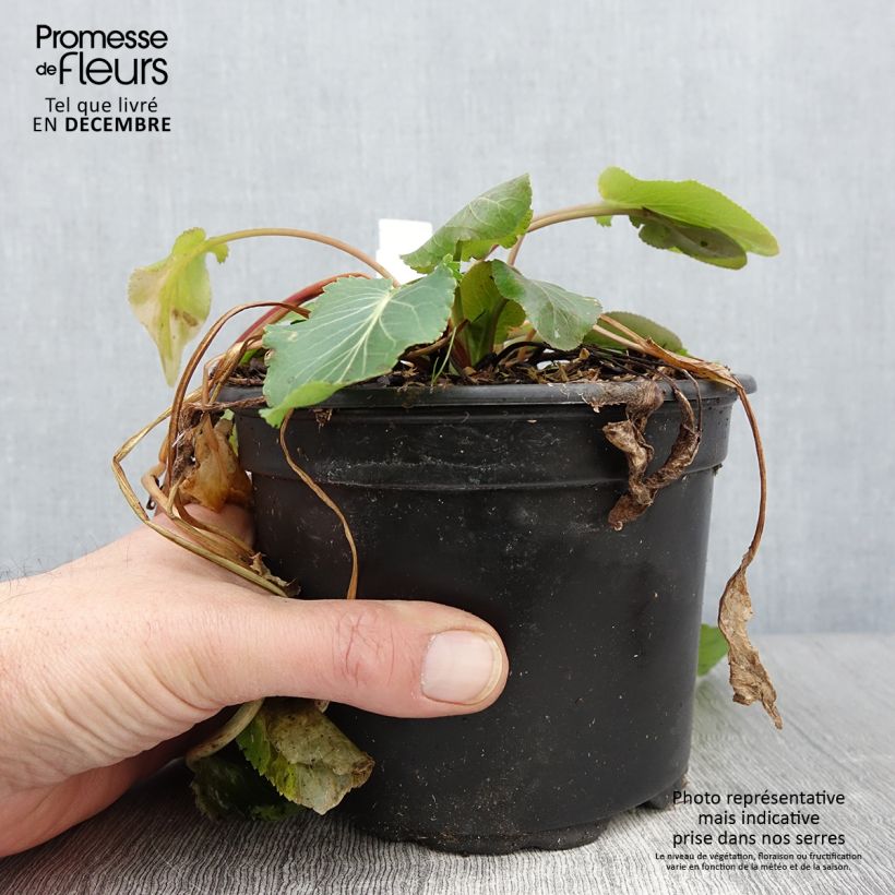 Esimerkki syksyllä toimitetusta Sinipiikkiputki - Eryngium planum 2 litran/3 litran ruukku-taimesta