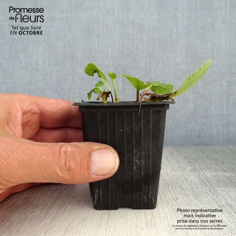 Esimerkki syksyllä toimitetusta Sinipiikkiputki - Eryngium planum 7/8 cm taimiruukku-taimesta