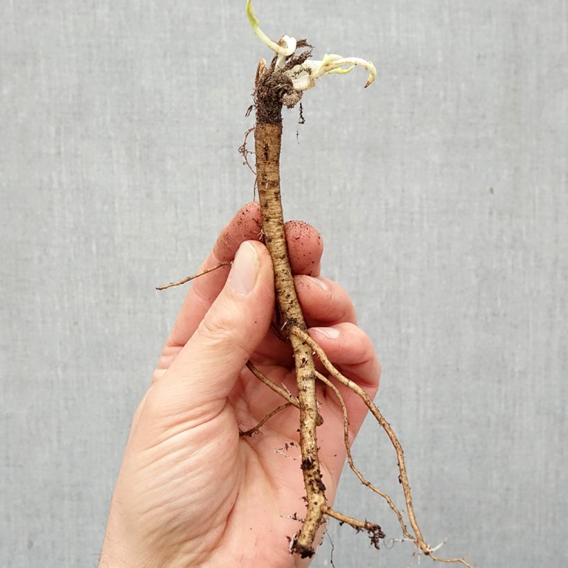 Esimerkki talvella toimitetusta Sinipiikkiputki - Eryngium planum Paljasjuurinen-taimesta