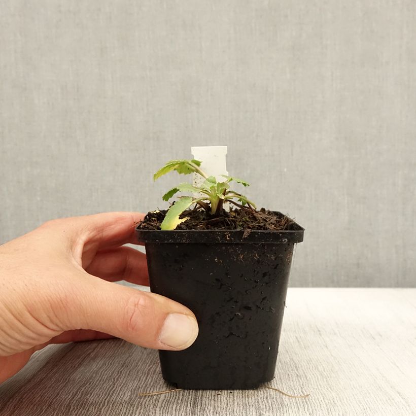 Esimerkki syksyllä toimitetusta Piikiputke - Eryngium tripartitum 8/9 cm taimiruukku-taimesta