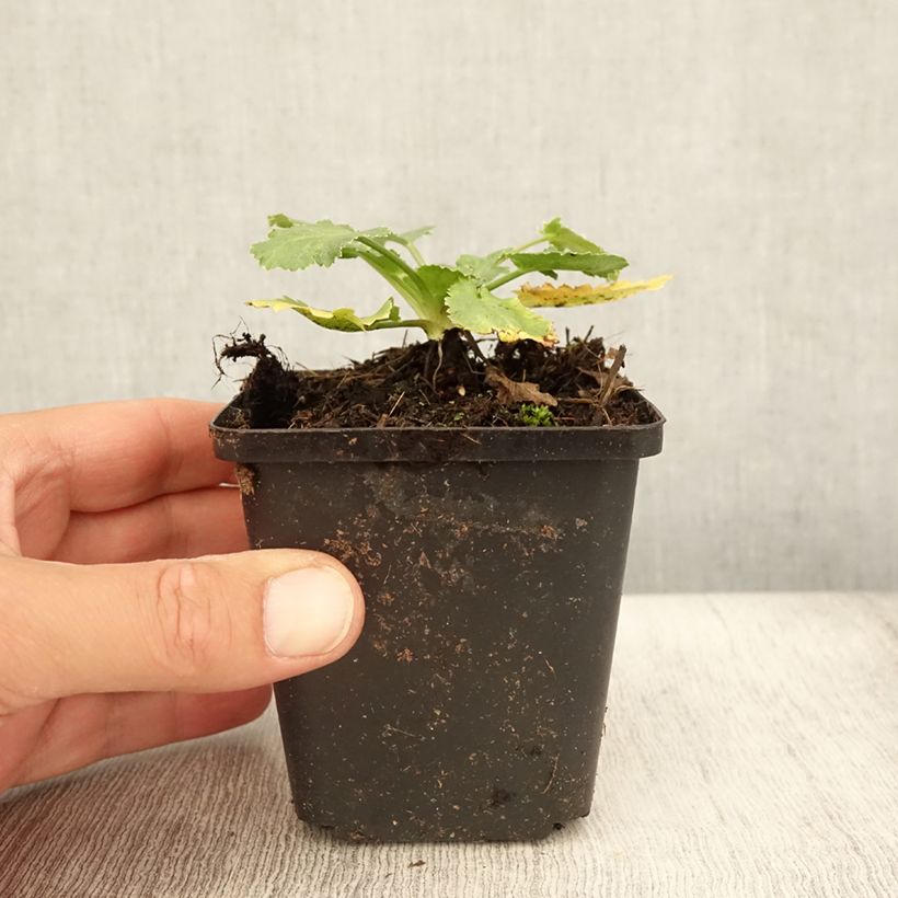 Esimerkki kesällä toimitetusta Piikiputke - Eryngium tripartitum Taimiruukku 8/9 cm-taimesta