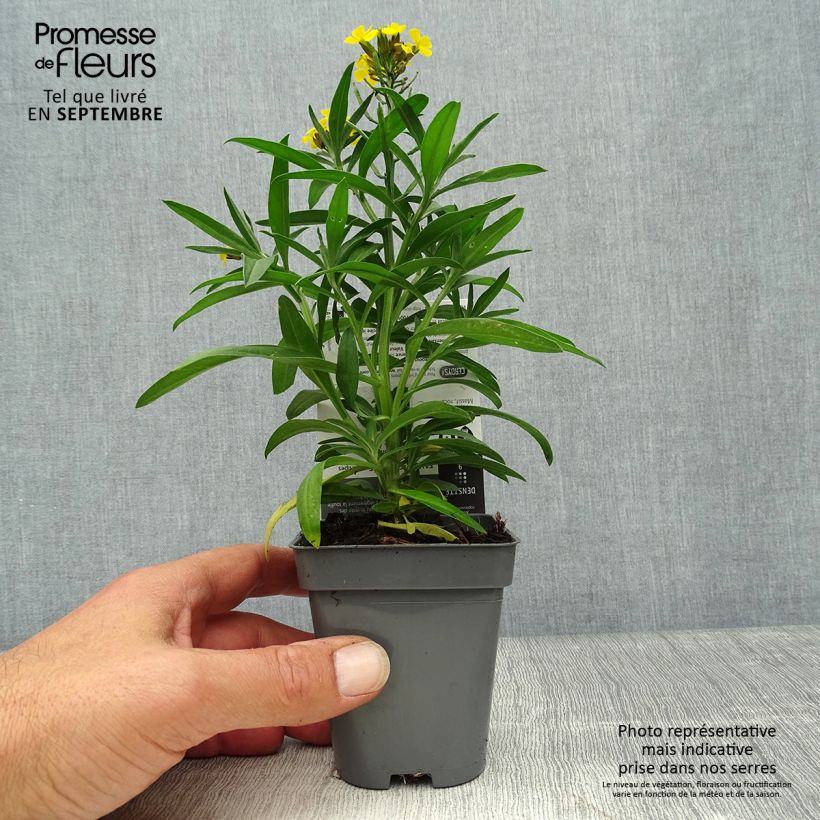 Esimerkki syksyllä toimitetusta Ukonnaurii - Erysimum alpinum 8/9 cm taimiruukku-taimesta