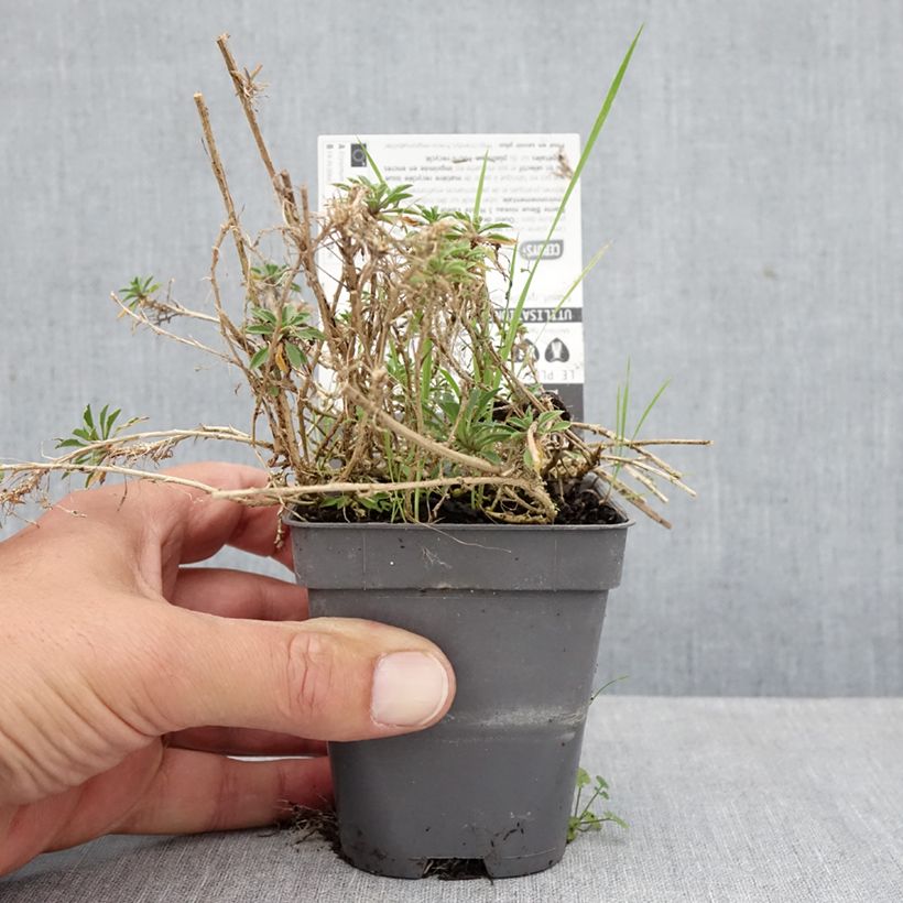 Esimerkki syksyllä toimitetusta Kultalakka Jubilee Gold 8/9 cm taimiruukku-taimesta