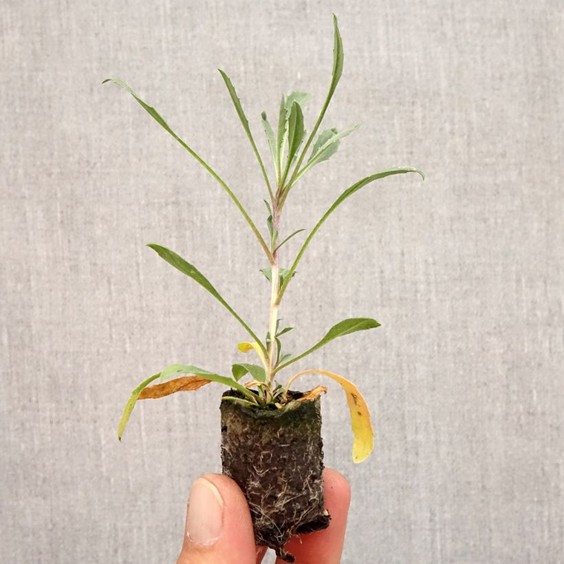 Esimerkki syksyllä toimitetusta Erysimum Zwerg Jaune - Fausse giroflée naine Mini-motte Ø 3/4 cm-taimesta