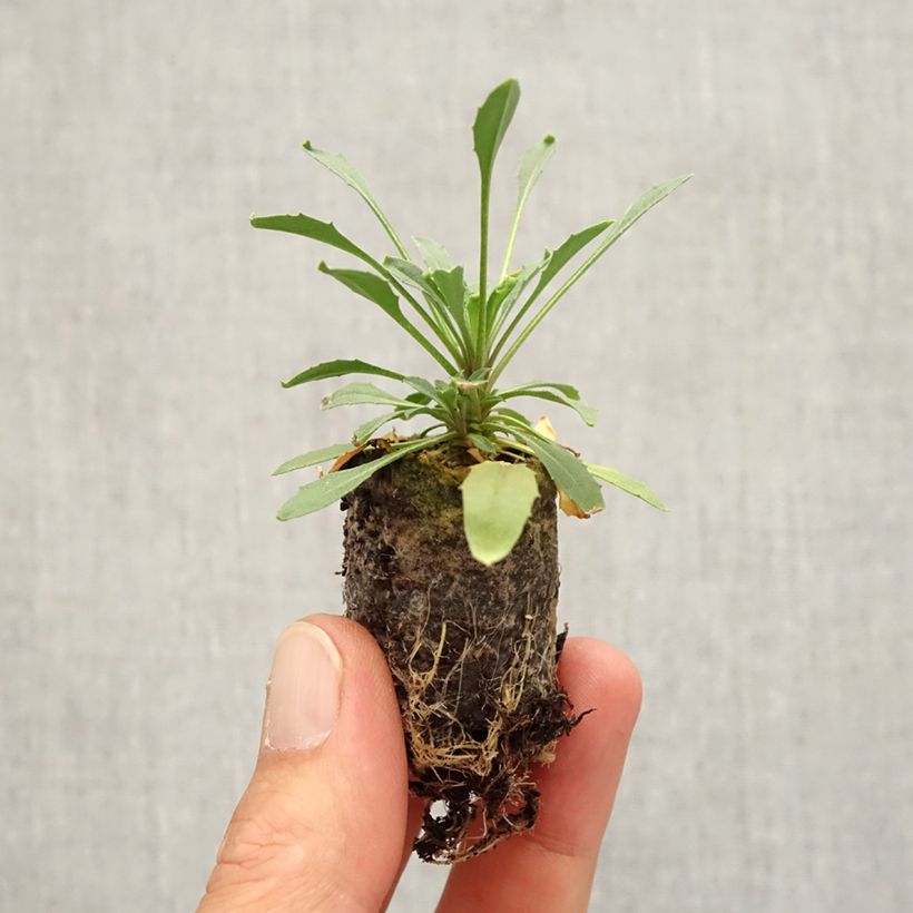 Esimerkki syksyllä toimitetusta Erysimum Zwerg Mango - Fausse giroflée naine Mini-motte Ø 3/4 cm-taimesta