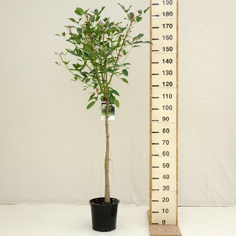 Esimerkki keväällä toimitetusta Kukonkorallipuu - Erythrina crista-galli Pot de 7,5L/10L-taimesta