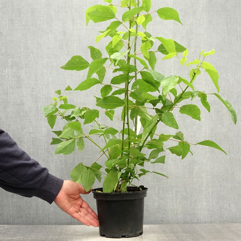 Esimerkki kesällä toimitetusta Korallipuu - Erythrina x bidwillii Pot de 2L/3L-taimesta