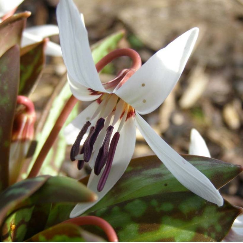 Rusokoiranhammas Snowflake (Kukinta)