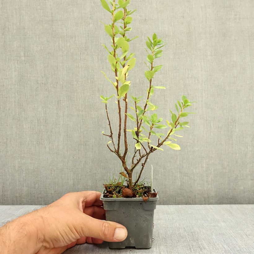 Esimerkki kesällä toimitetusta Escallonia virgata Apple Blossom 8/9 cm taimiruukku-taimesta