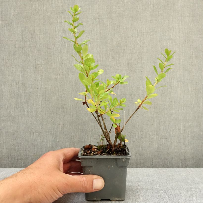 Esimerkki keväällä toimitetusta Escallonia virgata Apple Blossom Taimiruukku 8/9 cm-taimesta
