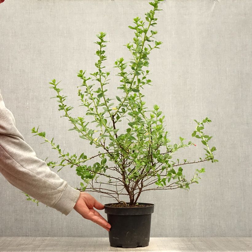 Esimerkki kesällä toimitetusta Escallonia virgata Apple Blossom Ruukku 2L / 3L-taimesta