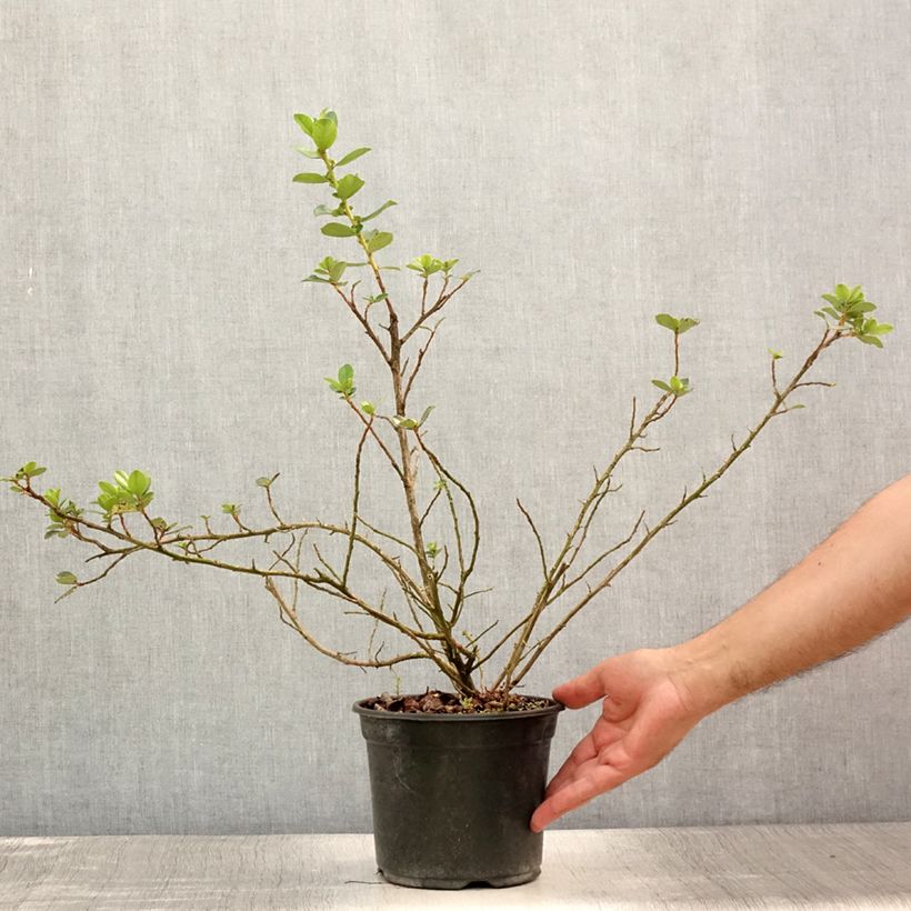 Esimerkki kesällä toimitetusta Eskalloniat C.F. Ball Pot de 2L/3L-taimesta