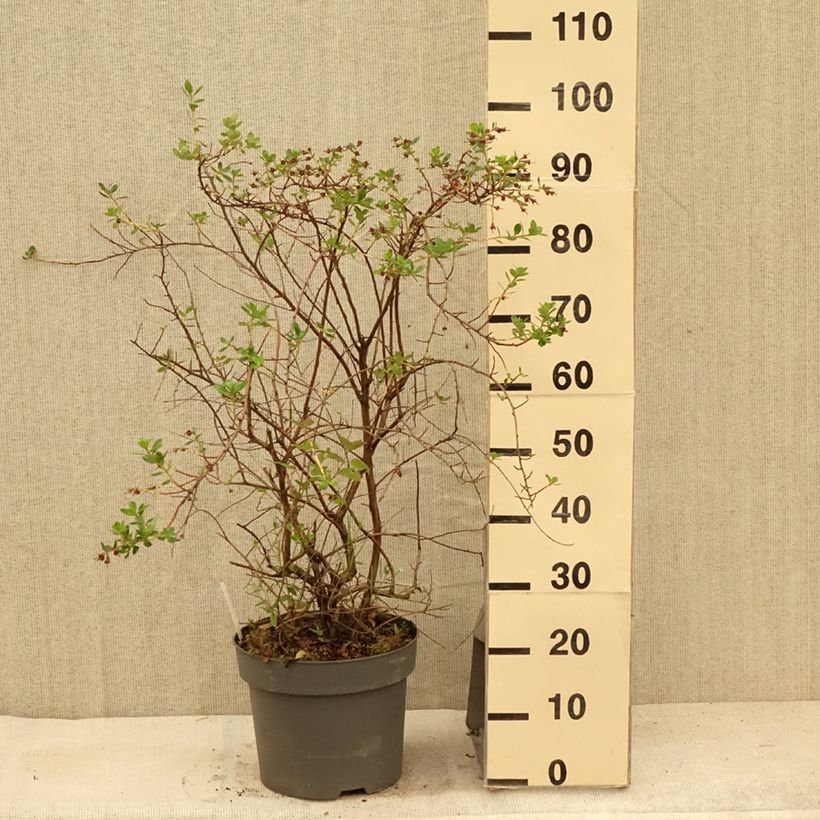 Esimerkki kesällä toimitetusta Eskalloniat C.F. Ball Pot de 7,5L/10L-taimesta