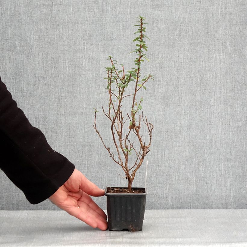 Esimerkki talvella toimitetusta Escallonia compacta Coccinea Godet de 8/9 cm-taimesta