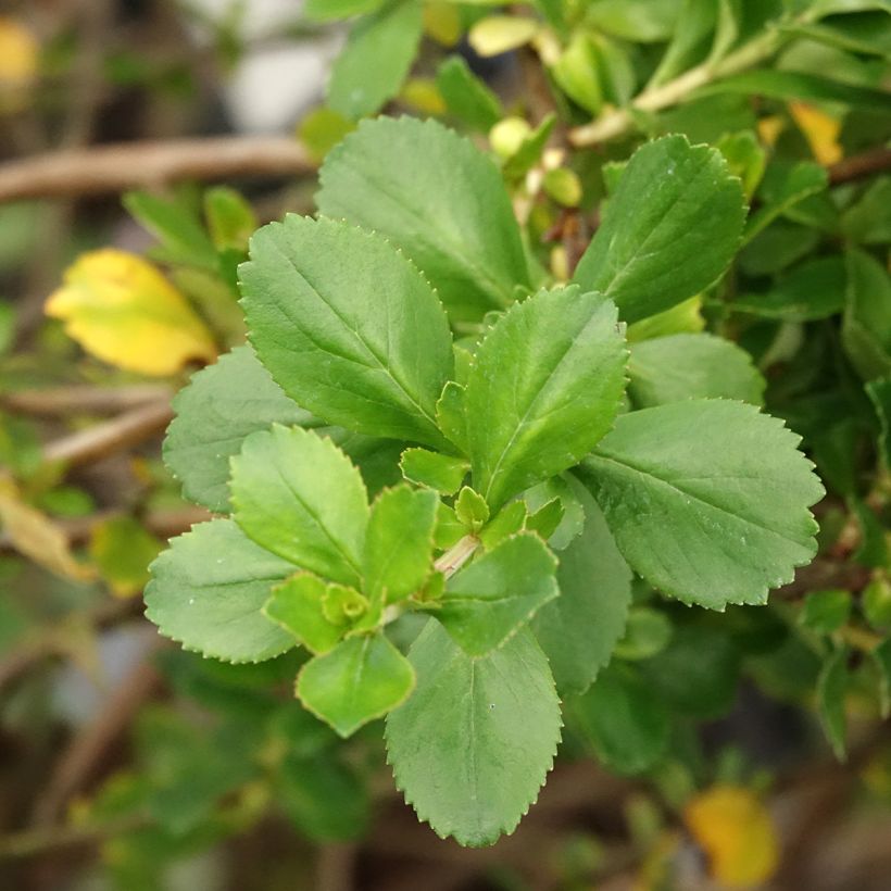 Eskalloniat Donard Seedling (Lehvistö)