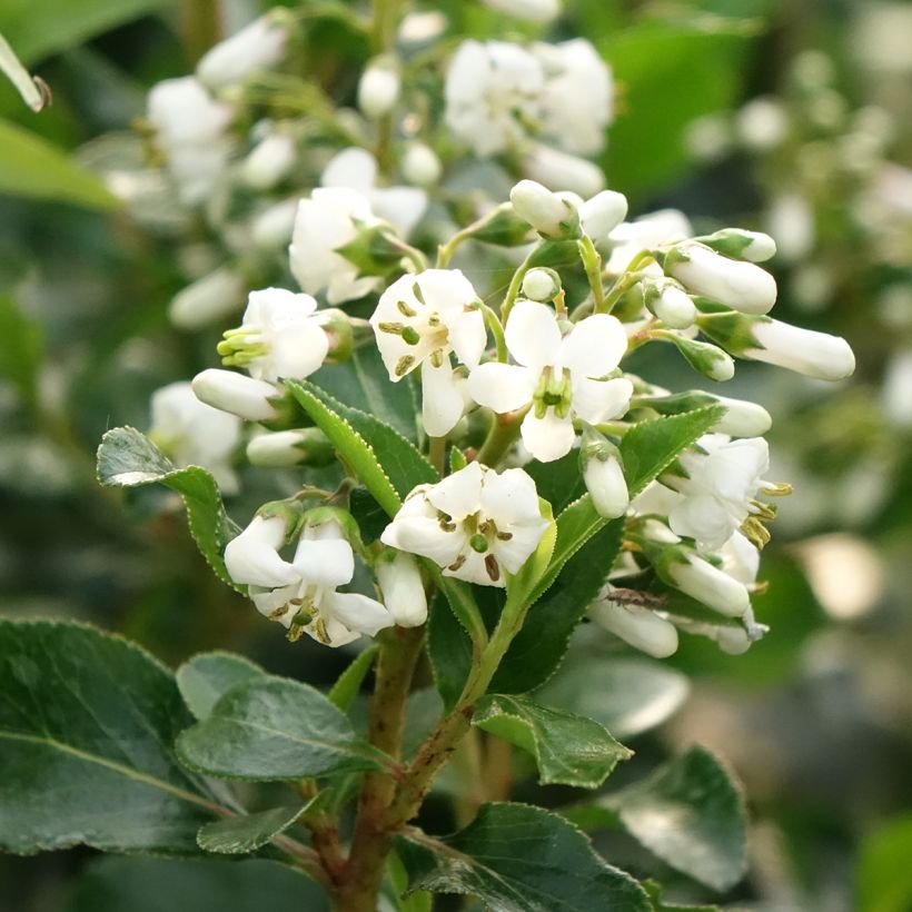 Escallonia Iveyi (Kukinta)