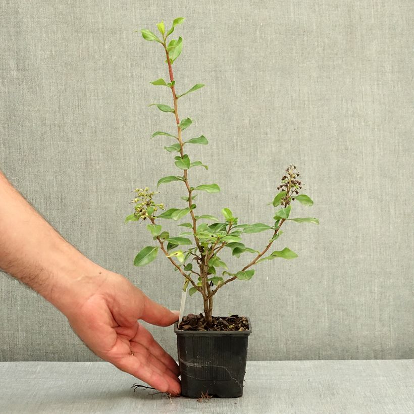 Esimerkki kesällä toimitetusta Escallonia Iveyi 8/9 cm taimiruukku-taimesta