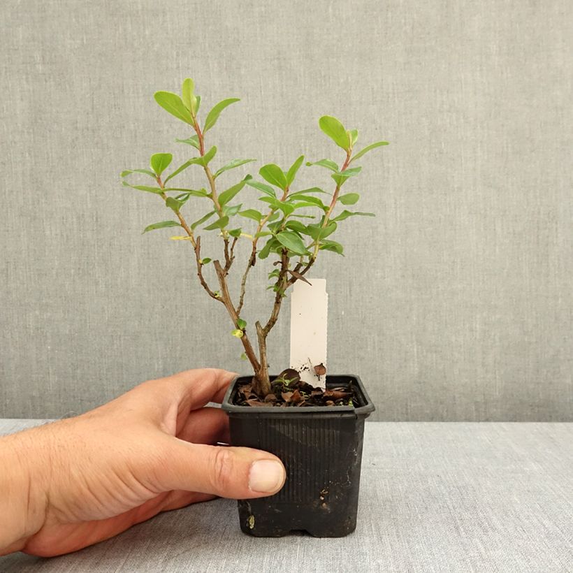 Esimerkki keväällä toimitetusta Escallonia Iveyi Taimiruukku 8/9 cm-taimesta