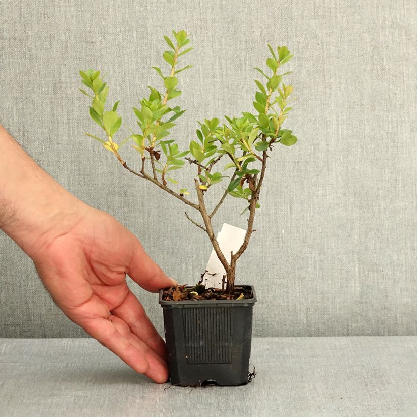 Esimerkki keväällä toimitetusta Eskalloniat Crimson Spire Taimiruukku 8/9 cm-taimesta