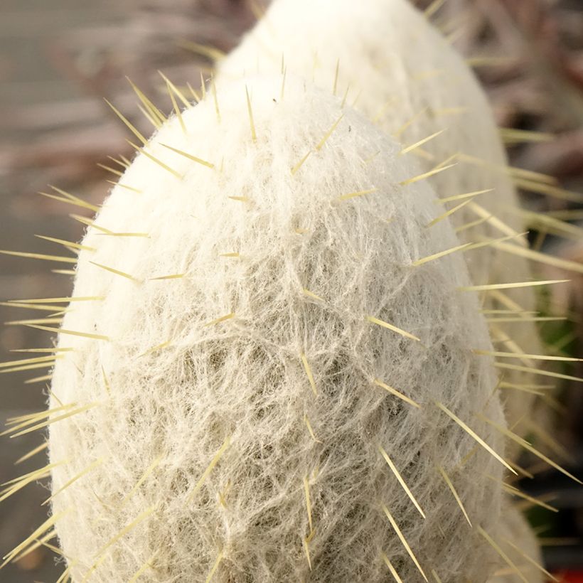 Espostoa churinensis (Lehvistö)
