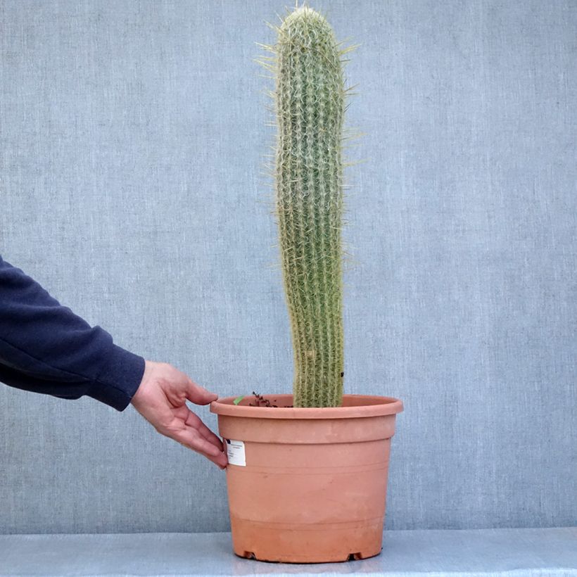 Esimerkki kesällä toimitetusta Espostoa lanata - Cactus cierge Pot de 7,5L/10L-taimesta