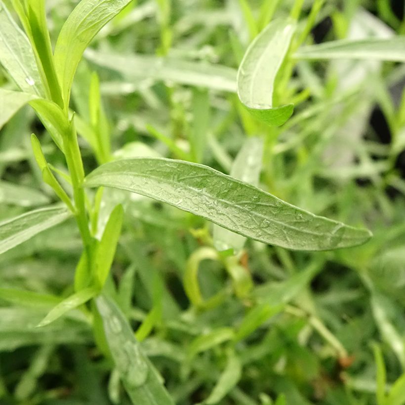 Rakuuna luomu taimena - Artemisia dracunculus (Lehvistö)