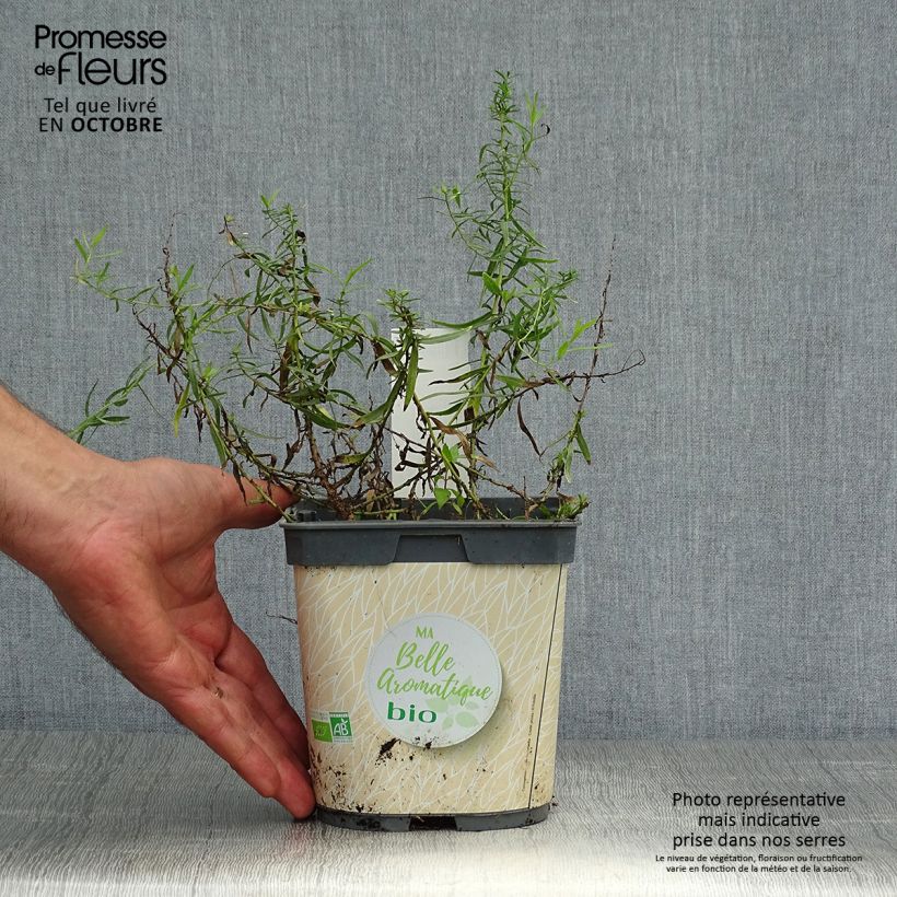 Esimerkki syksyllä toimitetusta Rakuuna luomu taimena - Artemisia dracunculus 1 litran / 1,5 litran ruukku-taimesta