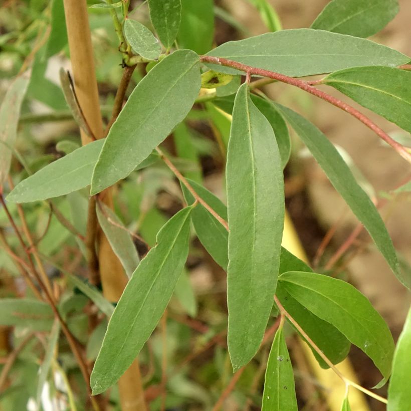 Hopeaeukalyptus - Eucalyptus aggregata (Lehvistö)