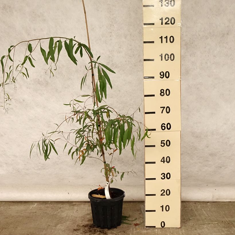 Esimerkki kesällä toimitetusta Hopeaeukalyptus - Eucalyptus aggregata 4 litran/5 litran ruukku-taimesta