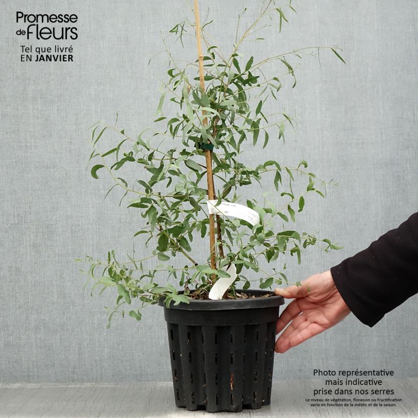 Esimerkki talvella toimitetusta Hopeaeukalyptus - Eucalyptus aggregata 4 litran/5 litran ruukku-taimesta