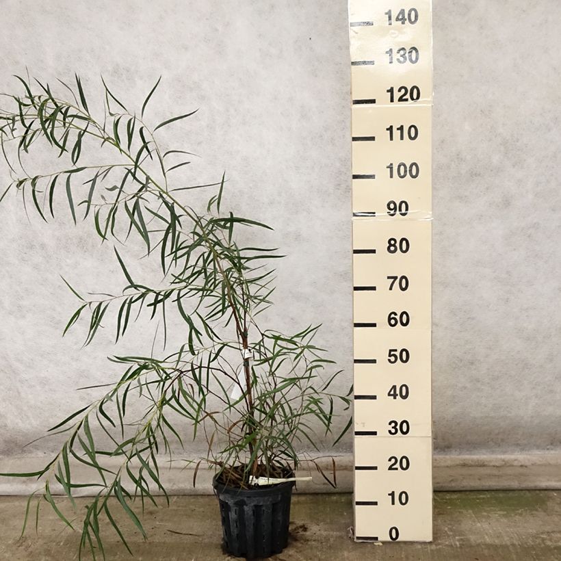 Esimerkki syksyllä toimitetusta Hopeaeukalyptus - Eucalyptus apiculata 4 litran/5 litran ruukku-taimesta
