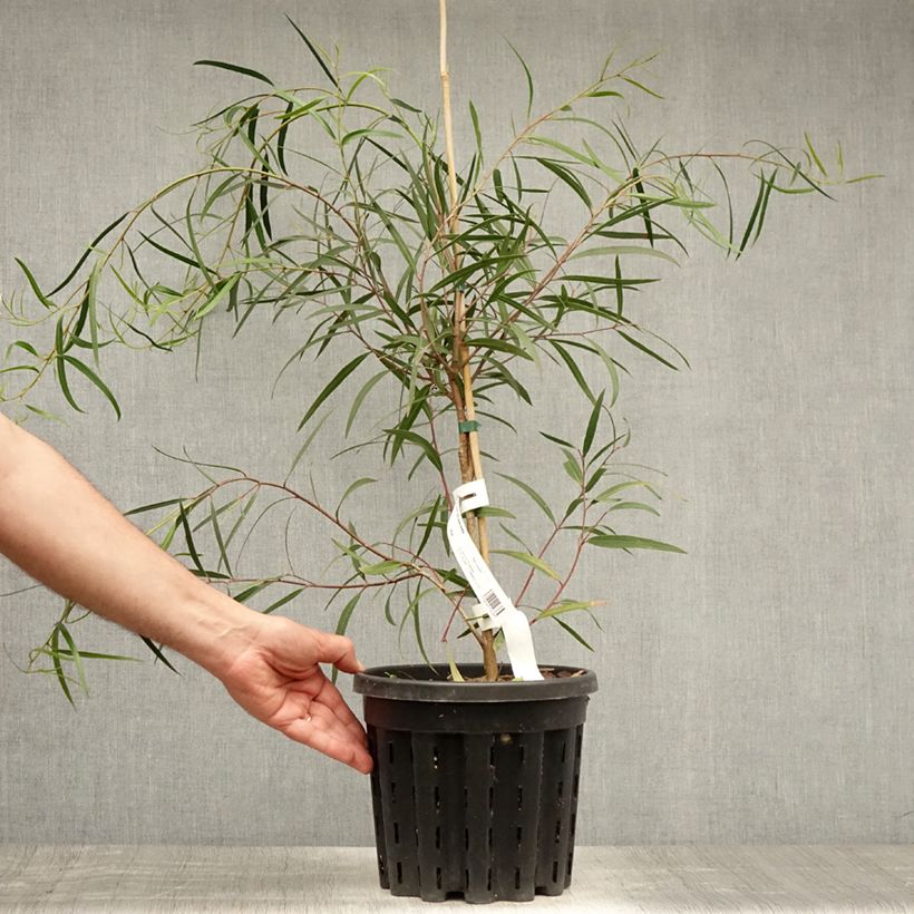 Esimerkki kesällä toimitetusta Hopeaeukalyptus - Eucalyptus apiculata 4 litran/5 litran ruukku-taimesta